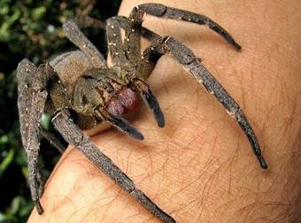 10 Reasons Why The Brazilian Wandering Spider Is Your New Nightmare