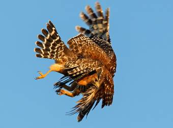 This Brave Mother Owl Takes On A Vicious Hawk To Save Her Nest