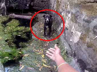 An Overjoyed Puppy Did The Greatest Thing Ever After Its Rescue From A Well