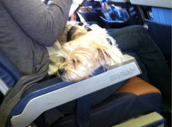 18 Dogs Who Make Air Travel 100% More Adorable And Enjoyable