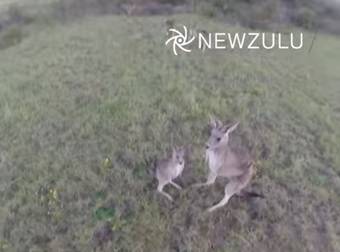 Watch What Happens When This Drone Gets Too Close To A Mom Kangaroo – Hilarious!