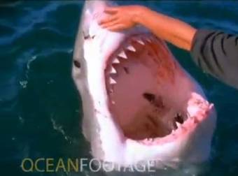 Instead Of Running From A Great White Shark, This Guy Decided To Pet It