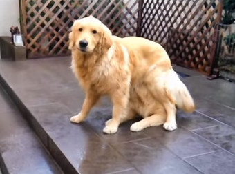 This May Look Like Just An Ordinary Dog, But Wait Til You See Its Secret