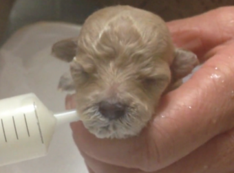 Puppies Are Cute, But When You Give A Newborn Puppy Milk? It’s The Cutest.