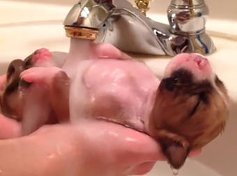 This Precious Pup Enjoying A Warm Bath Will Relax You For The Rest Of The Day