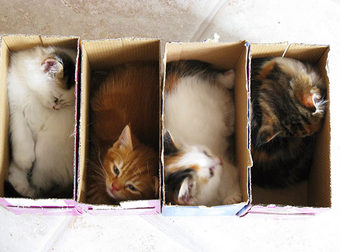 If The Shoe Fits, These 19 Cats Will Definitely Wear It. If They Fits, They Sits.