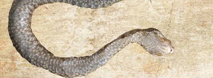 What Scientists Found Trapped In This Snake’s Stomach Will Make You Sick