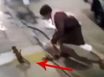 This Momma Cat Is Nothing Short Of A Hero For What She Did