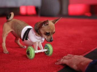 These Adorable Handicapped Pets Have So Much Love To Give You