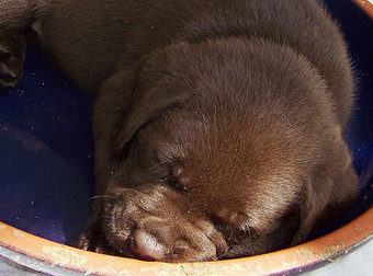 In Honor Of The Puppy Bowl, Here Are 26 Adorable Puppies…In Bowls