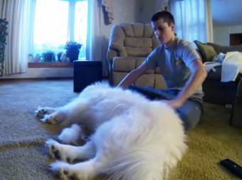 Samoyed Dog Sheds Enough Fur During Grooming To Make A New Dog