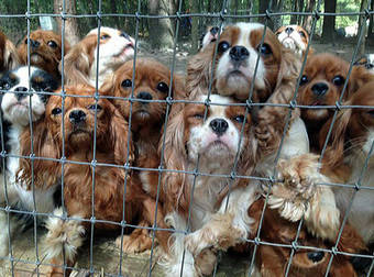 Over 100 Puppies Were Rescued From An Awful Puppy Mill By These Amazing Heroes