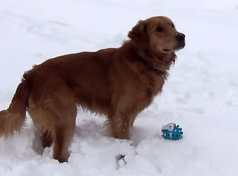 Confused Dog Has No Idea Where The Sound From His Squeaky Toy Comes From