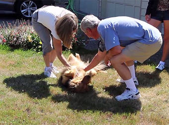 An Adorable Dog Jumps For Joy As She Welcomes Her Owners Home