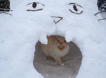 This Cat Enjoys The Snow In The Comfort Of His Very Own Kitty Snow Fort