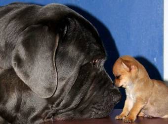 A Tiny Chihuahua’s Best Friend Is Amazingly 125 Times His Size, D’aww