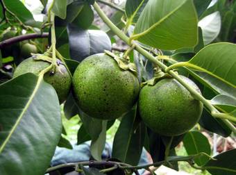 A Fruit That Tastes Like Chocolate Pudding? Yes, It Really Does Exist.