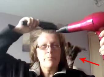 Good Luck Trying To Blow-Dry Your Hair Around This Hilarious Pup