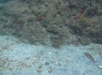 I Thought This Was Just The Ocean Floor…Until I Saw Something Move