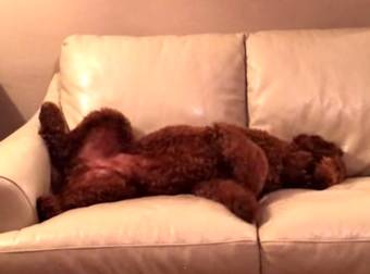 Puppy Love Is Real And These Two Best Friends Prove Just That With This Video