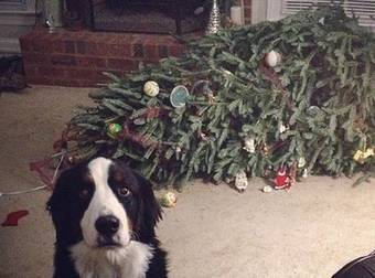 It’s Pets VS Christmas Decorations In An Adorable Battle For The Holidays