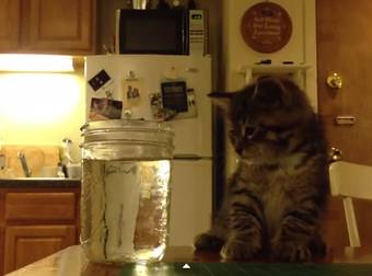 This Adorable Kitten Gently Falls Asleep…In A Mason Jar Filled With Water