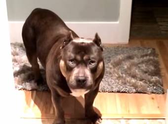 Watch This Pit Bull Respond To His Owners With Yes Or No Answers