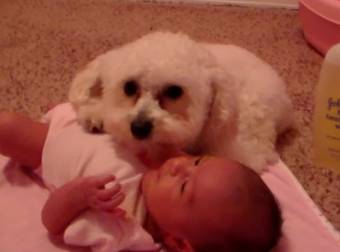 This Dog Didn’t Hesitate To Protect His Baby Sister When He Sensed Danger