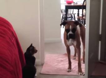 These Big, Strong Dogs Have The Same Tiny, Fluffy Phobia…Cats