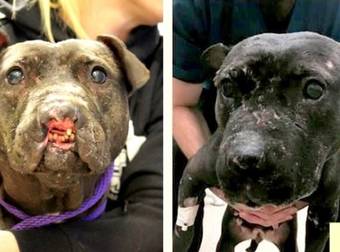 A Blind Bait Dog Gets The Life-Saving Surgery She So Badly Needed