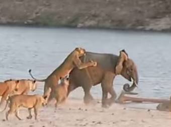 This Young Elephant Fought With 14 Fierce Lionesses…And Amazingly Won