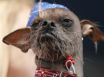 OMG! These Dogs Are So Ugly They’re…Well, They’re Actually Kinda Cute.