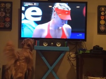 No One Loves Anything More Than This Dog Loves Tennis…LOL