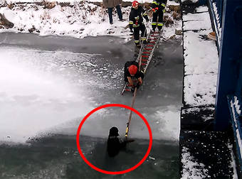 Firefighters In Poland Rescue A Freezing Dog From An Icy River