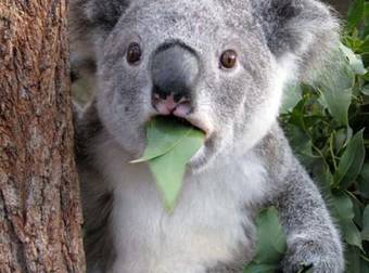 A Hilarious Koala Gets A Little Embarrassed After He Missed A Big Jump