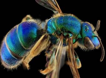 Macro Photos Of Bees Will Make You Appreciate Them In A New Way