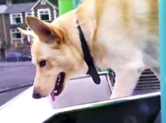 This German Shepherd’s Favorite Thing to Do at the Park is Also the Cutest. Aww.