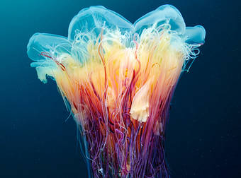 These Stunning Photos Of Jellyfish Are A Glimpse At A Magical World