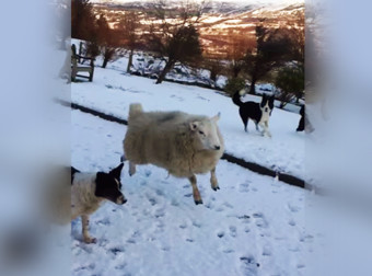 What Happened When Dogs Surrounded This Sheep Is Absolutely Awesome