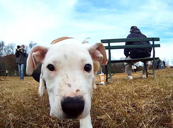 Get A Dog’s-Eye View Of A Day At The Park In Adorable GoPro Video