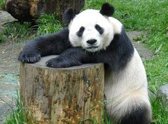 A Few Little Known Facts About Everyone’s Favorite Bear, The Giant Panda