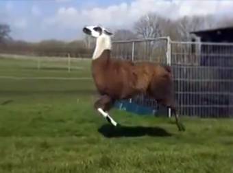 20 Animals Hilariously Rock Out To Some Sweet Jams