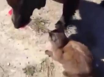 This Goofy Cat Gets A Little Help From A Pal (And It’s Too Funny), Oops!