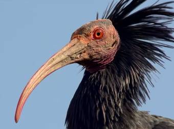 A Dedicated Team In Austria Has Brought A Previously-Extinct Bird Back To Life.