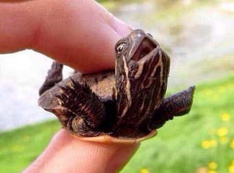 30 Of The Teeniest, Turtles That Will Make Your Day Infinitely Better With Their Cuteness