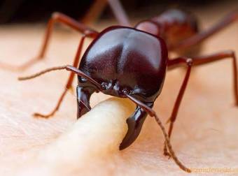 If You Thought Fire Ants Were Bad, Just Wait Until You Meet Driver Ants…