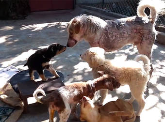 Puppies Help A Rescued Dog Heal His Broken Heart After A Near-Death Experience