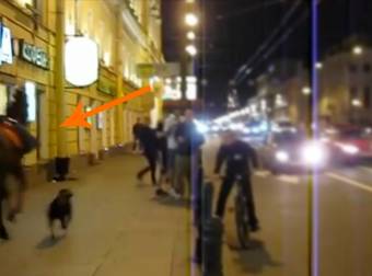 A Horse And A Dog Were Spotted Running Through St. Petersburg Together