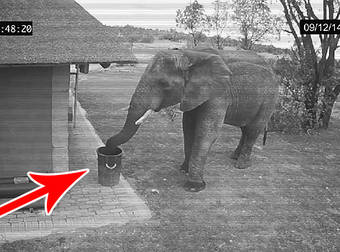 Responsible Elephant Caught On Security Camera Disposing Of Trash In Garbage Can