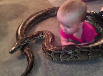 This 14-Month-Old Baby Girl Loves Playing With An Unusual Animal: A Giant Python